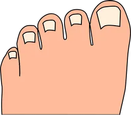 toes.webp